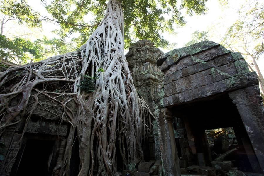 Tomb Raider strom v chrámu Ta Prohm