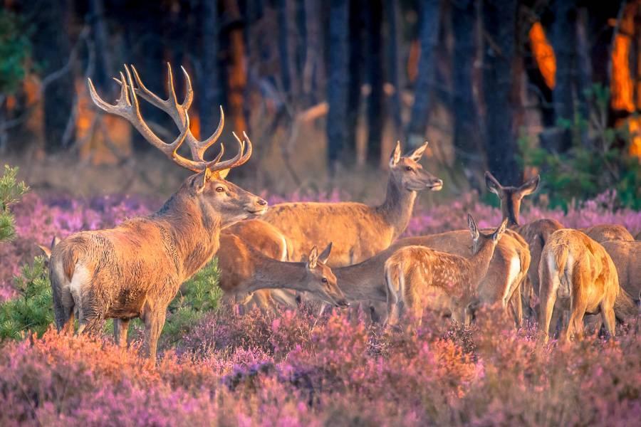 Národní park Hoge Veluwe